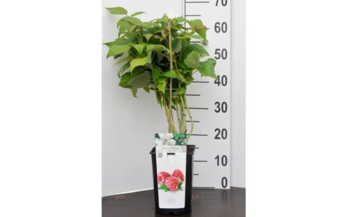 Rubus ideaus 'Tulameen' – velkoplodý - Obrázek 3