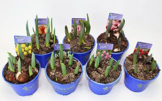 TULIPÁN HR 'Pracht Hybride'