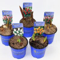 TULIPÁN HR BALKON, 'Kiepenkerl'