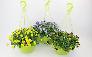 Viola cornuta Violka rohatá, závěs kontejner 6L, dekor.