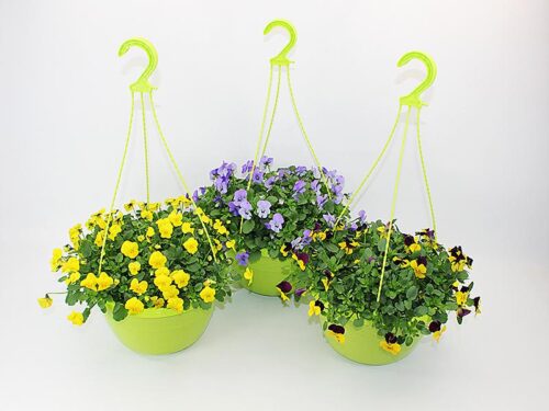 Viola cornuta Violka rohatá, závěs kontejner 6L, dekor. - Obrázek 1