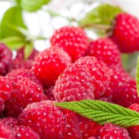 Rubus ideaus 'Ottawa' malina červená – remontantní