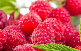 Rubus ideaus 'Ottawa' malina červená – remontantní