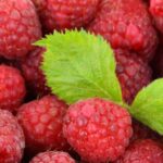 Rubus idaeus ´Schoenemann´ 40 RK2, červená malina - Obrázek 2