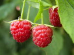 Rubus idaeus ´Schoenemann´ 40 RK2, červená malina