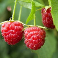 Rubus idaeus ´Schoenemann´ 40 RK2, červená malina