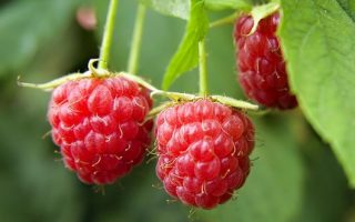 Rubus idaeus ´Schoenemann´ 40 RK2, červená malina