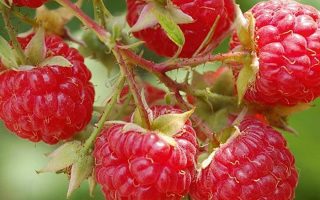 Rubus idaeus 'Autumn Bliss'