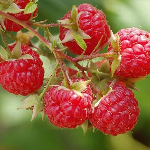 Rubus idaeus 'Autumn Bliss' - Image 1