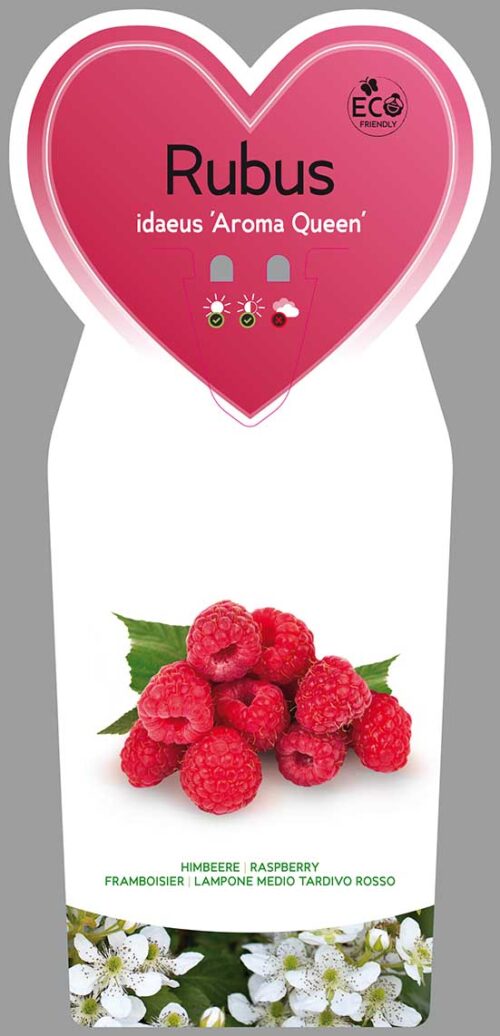 Rubus idaeus 'Aroma–Queen' - Obrázek 3