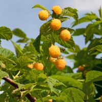 Rubus idaeus ´Golden Everest´ žlutá malina, remontantní, C2,0 L