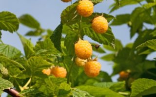Rubus idaeus ´Golden Everest´ žlutá malina, remontantní, C2,0 L