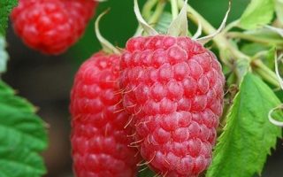 Rubus idaeus 'Aroma–Queen'