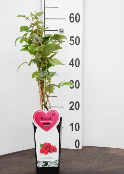 Rubus idaeus 'Aroma–Queen' - Obrázek 2