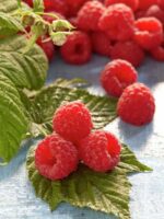 Rubus idaeus 'Glen Ample' - Obrázek 2