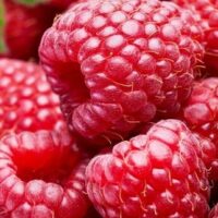 Rubus idaeus ´Willamette´ červená malina-velkoplodá