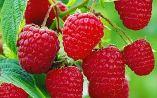 Rubus idaeus ´Malling Promise´ 40 RK2 – červená malina