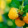Rubus idaeus 'Fallgold' - malina žlutá - Kontejner 2 l, v. 20-30 cm