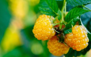 Rubus idaeus 'Fallgold' - malina žlutá