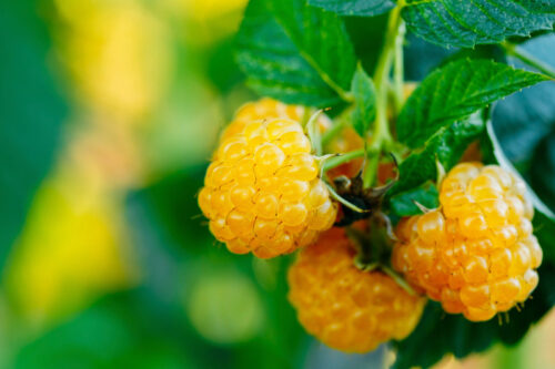 Rubus idaeus 'Fallgold' - malina žlutá - Obrázek 1