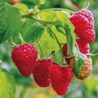 Rubus idaeus 'Heritage' – remontantní, červená malina
