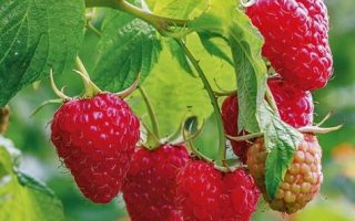 Rubus idaeus 'Heritage' – remontantní, červená malina