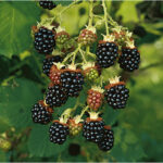 Rubus frut. ´Chester Thornless´ Ostružiník beztrnný, C 2,0 L - Obrázek 2
