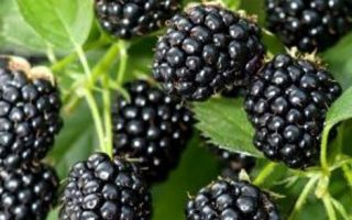 Rubus frut. Himalaya 40 RK2