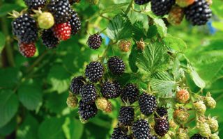 Rubus frut. Navaho 40 RK2 – ostružina