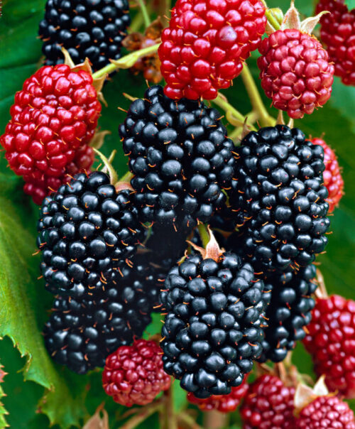 Rubus frut. ´Chester Thornless´ Ostružiník beztrnný, C 2,0 L - Obrázek 1