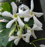 Trachelospermum jasminoides, vyvazovaný - Obrázek 2