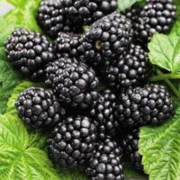 Rubus frut. 'Black Satin'