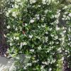 Trachelospermum jasminoides, vyvazovaný - C 2,5 L