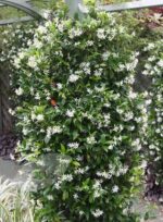 Trachelospermum jasminoides, vyvazovaný