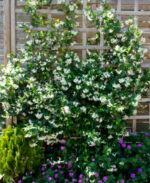 Trachelospermum jasminoides, vyvazovaný - Obrázek 3
