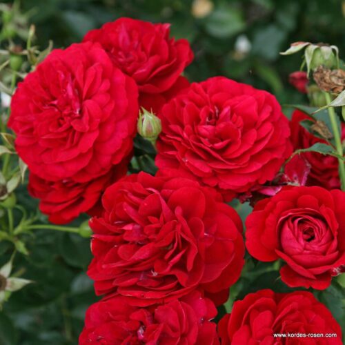 ROSA KORDES, Bordeaux® - Obrázek 4