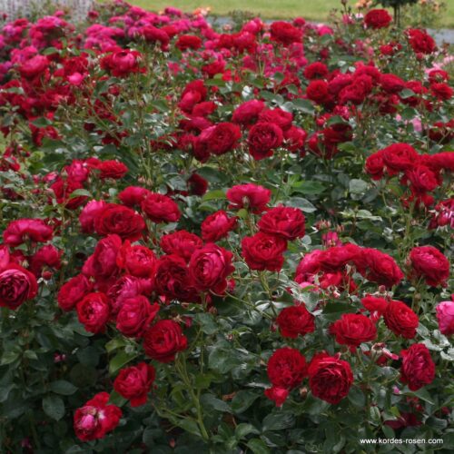 ROSA KORDES, Bordeaux® - Obrázek 3
