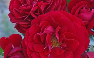 ROSA KORDES, Bordeaux® - TERROSA® 9 litrů