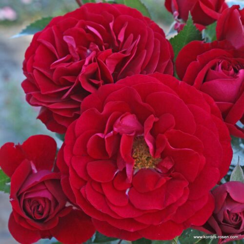 ROSA KORDES, Bordeaux® - Obrázek 1