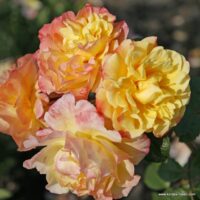ROSA KORDES 2L Moonlight – Kordes 2004, pnoucí