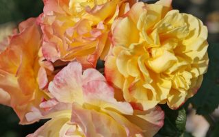 ROSA KORDES 2L Moonlight – Kordes 2004, pnoucí