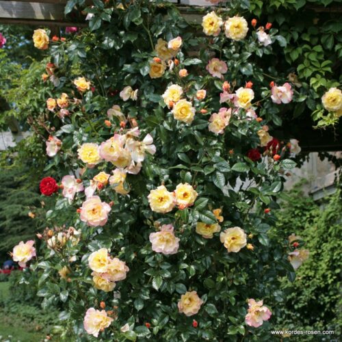 ROSA KORDES 2L Moonlight – Kordes 2004, pnoucí - Obrázek 5