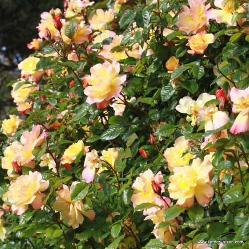 ROSA KORDES 2L Moonlight – Kordes 2004, pnoucí - Obrázek 4