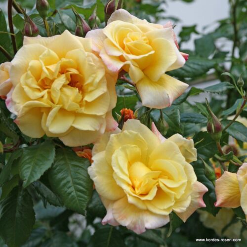ROSA KORDES 2L Moonlight – Kordes 2004, pnoucí - Obrázek 3