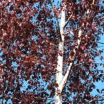 Betula pendula 'Purpurea' - Obrázek 2