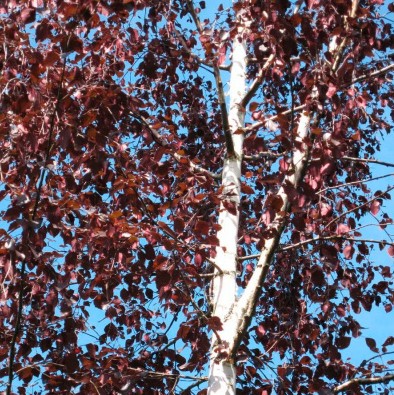 Betula pendula 'Purpurea'