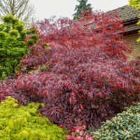 Acer palmatum 'Enkan'