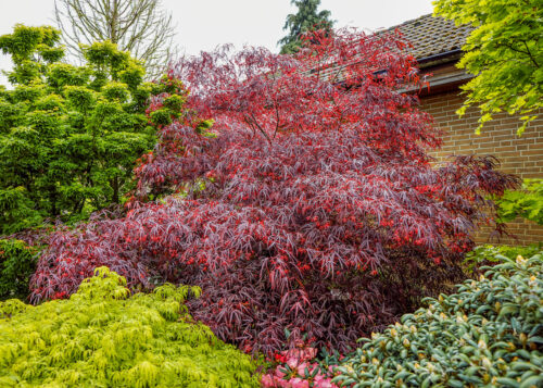 Acer palmatum 'Enkan' - Obrázek 1