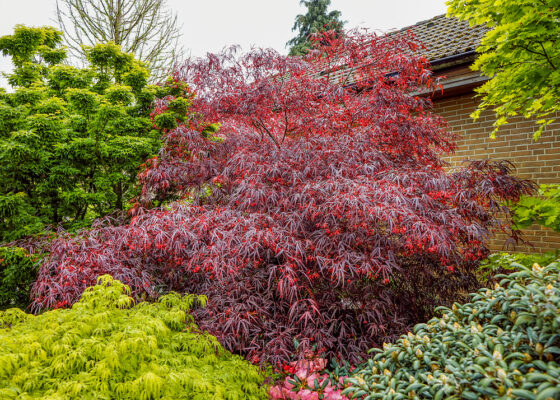 Acer palmatum 'Enkan'
