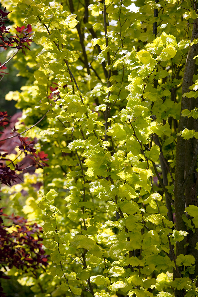 Ulmus x hollandica 'Wredei'